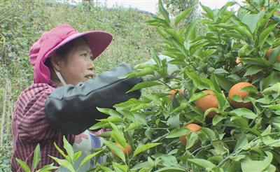  千畝沃柑迎來豐收季